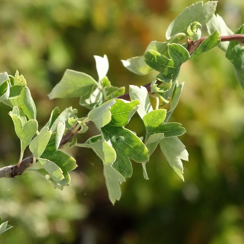 Crataegus monogyna Flexuosa (Foliage)