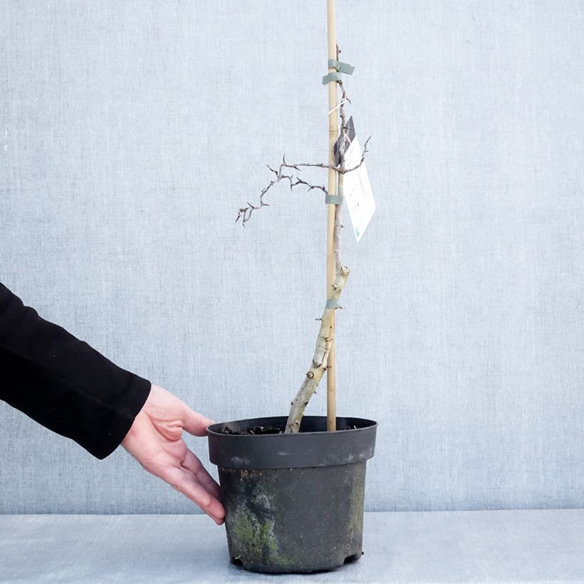 Crataegus monogyna Flexuosa - Aubépine monogyne Pot de 3L/4L esemplare consegnato in inverno
