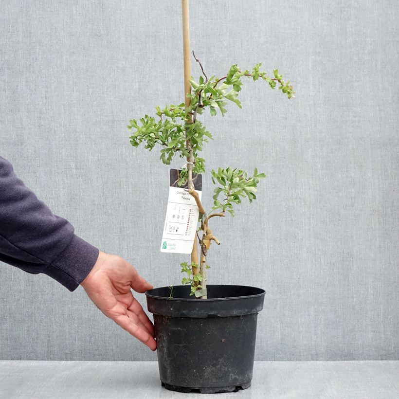 Example of Crataegus monogyna Flexuosa Vaso da 3L/4L as you get in printemps