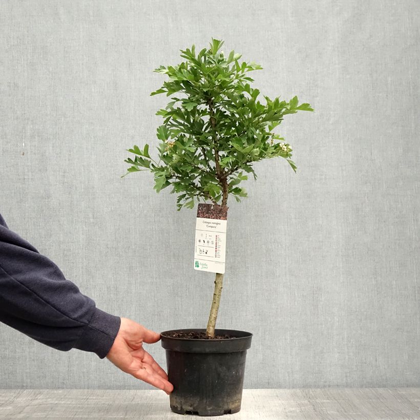 Crataegus monogyna Versicolor - Aubépine monogyne Vaso da 3L/4L esemplare consegnato in primavera