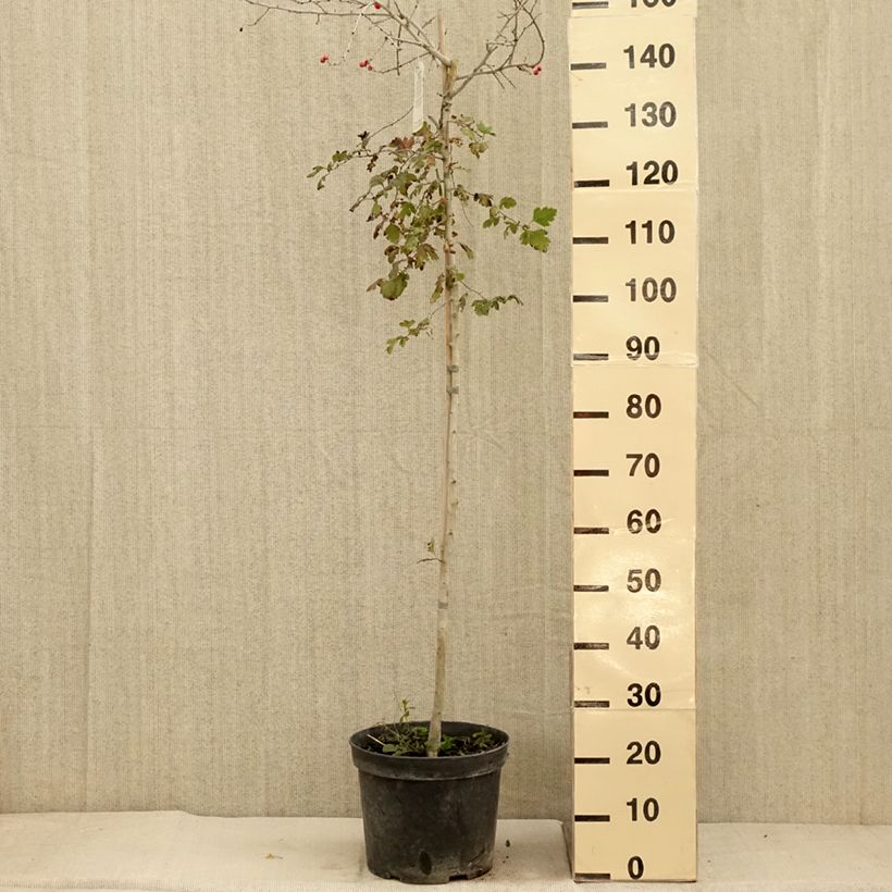 Esemplare di Crataegus x media (x laevigata) Gireoudii - Aubépine hybride Coupe 7,5L / 10L come consegnato in autunno