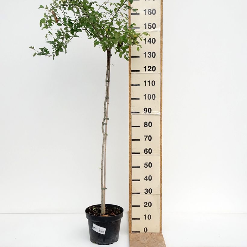 Esemplare di Crataegus monogyna Gireoudii Ciotola da 7,5L/10L consegnato in estate
