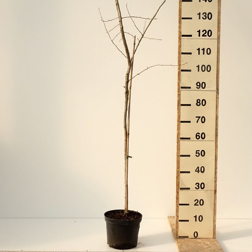 Crataemespilus grandiflora - Aubépine hybride Vaso da 4L/5L, Vaso impalcato esemplare consegnato in inverno