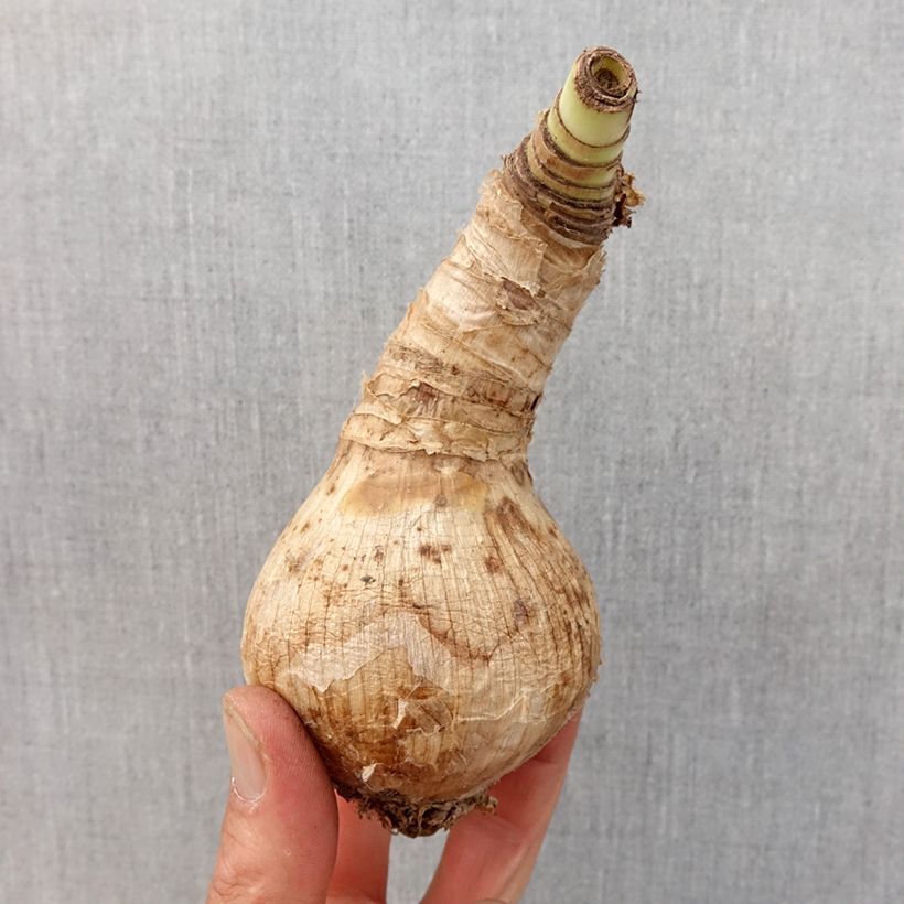 Crinum Ellen Bosanquet Bulbo taglia 24+ esemplare consegnato in primavera