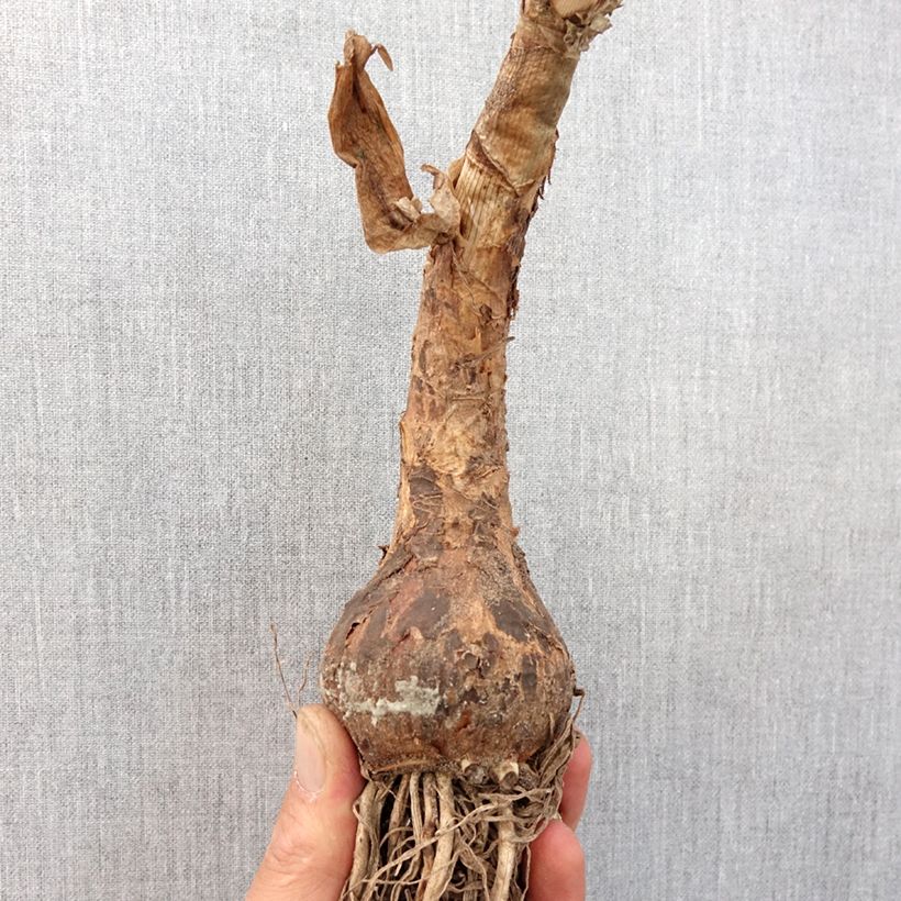 Crinum powellii Album Bulbo taglia 24+ esemplare consegnato in primavera