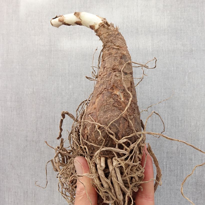 Example of Crinum powellii Rosea Bulbo taglia 24+ as you get in printemps