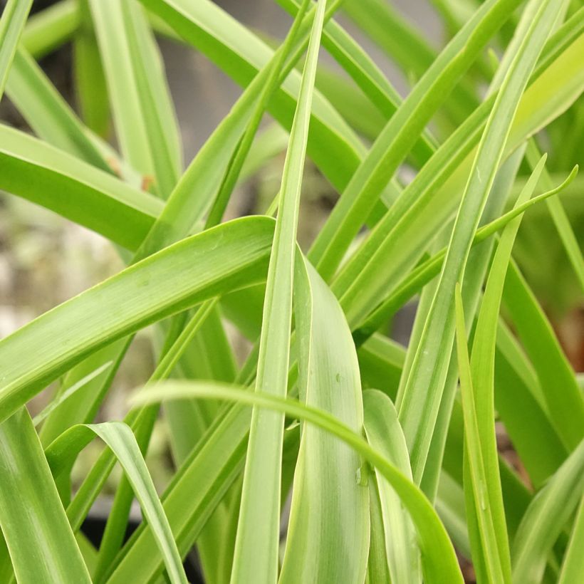 Crinum powellii Rosea (Fogliame)