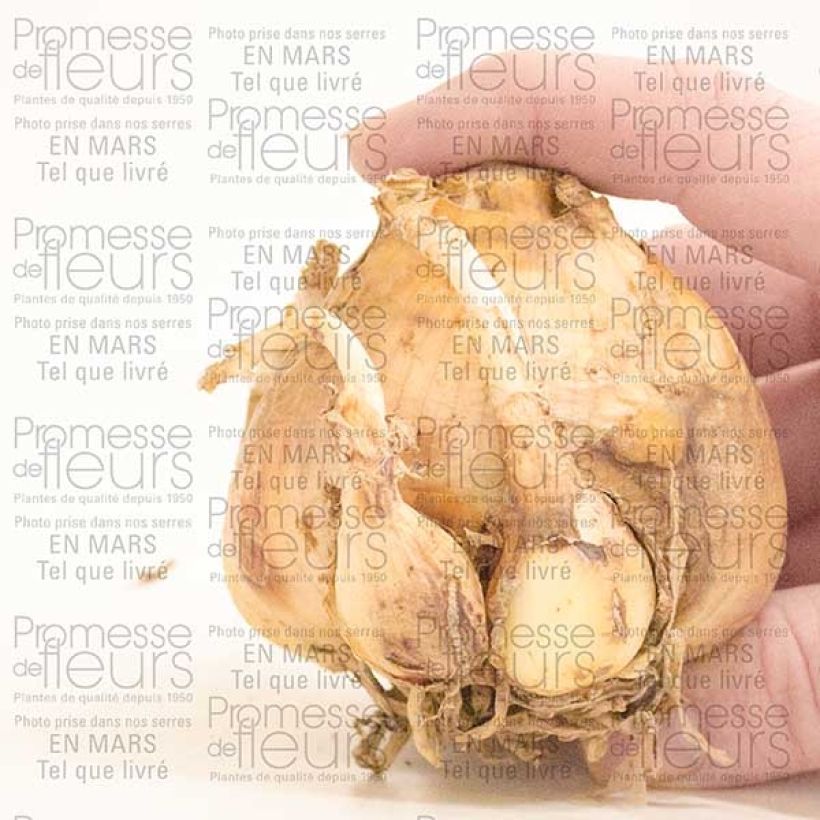 Esempio di esemplare Crinum Striped Beauty Bulbo taglia 24+ come consegnato