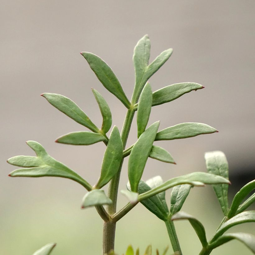 Crithmum maritimum - Finocchio marino (Fogliame)