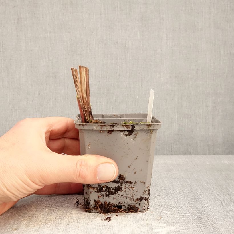 Example of Crocosmia crocosmiiflora Emberglow Vasetto da 8/9 cm taglia 8+ as you get in hiver