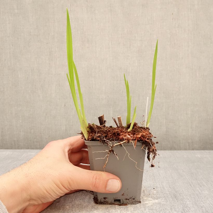 Crocosmia crocosmiiflora Norwich Canary Vasetto da 8/9 cm taglia 7+ esemplare consegnato in inverno