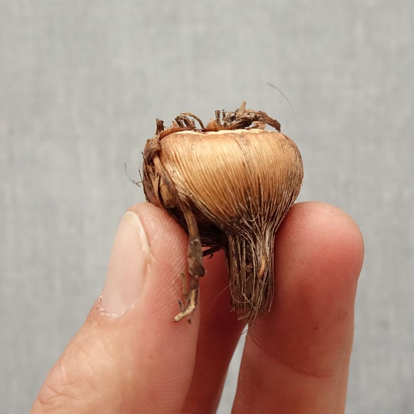 Crocosmia crocosmiiflora Solfatare Bulbo taglia 8+ esemplare consegnato in primavera