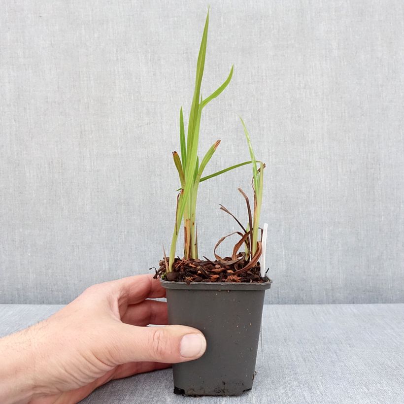 Crocosmia Saracen Vasetto da 8/9 cm esemplare consegnato in primavera