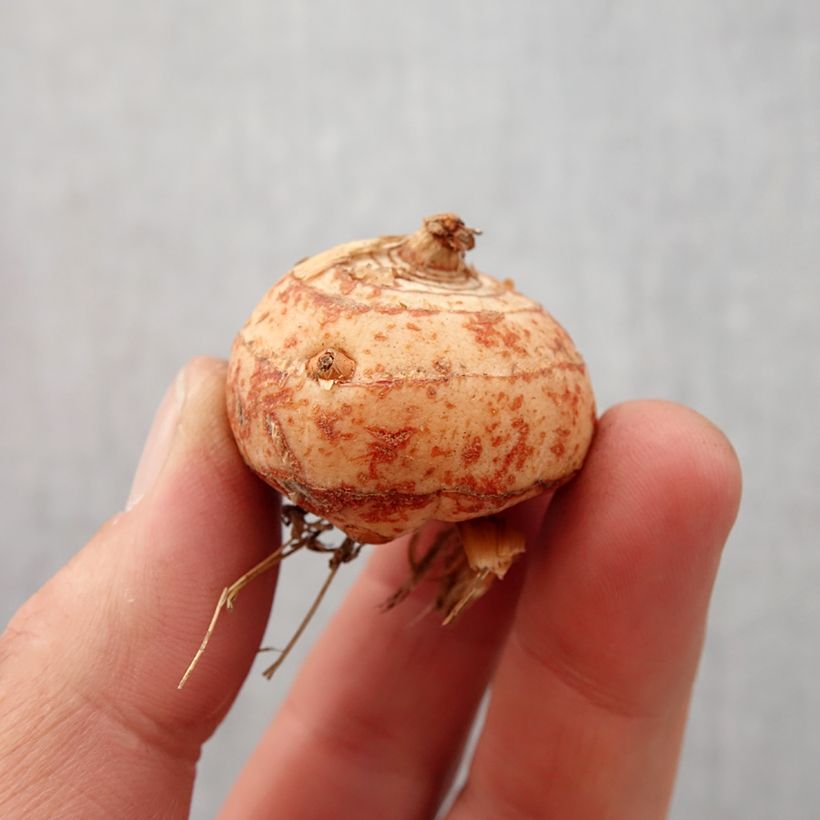 Crocosmia masoniorum Lucifer Bulbo taglia 10+ esemplare consegnato in primavera