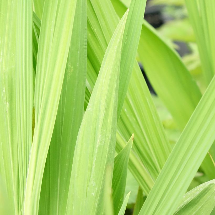 Crocosmia masoniorum Lucifer (Fogliame)