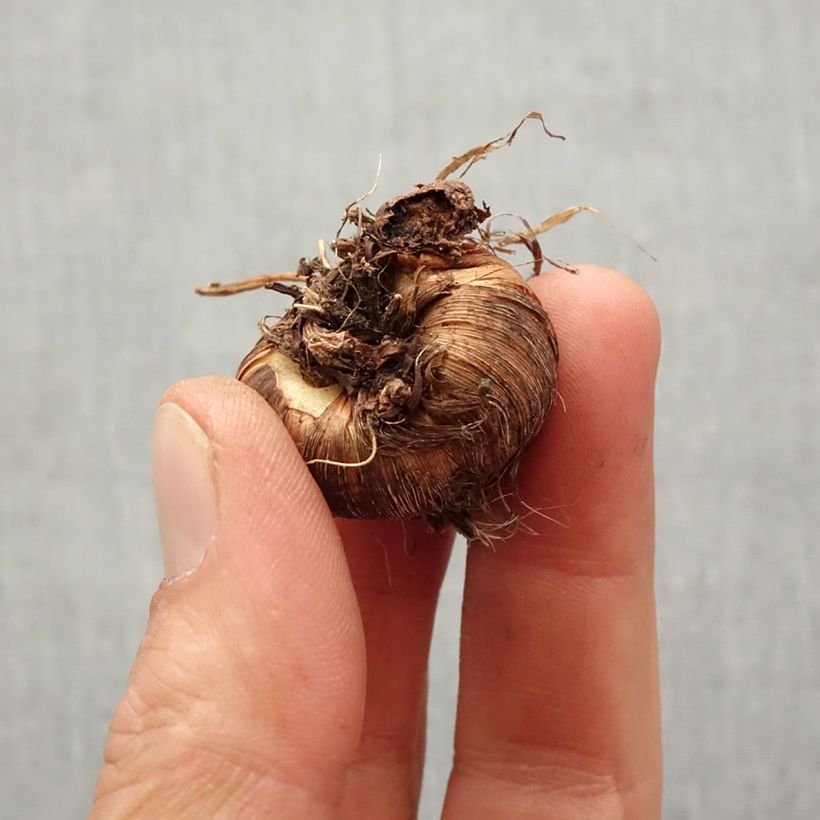 Crocosmia masoniorum Rowallone Yellow Bulbo taglia 8+ esemplare consegnato in primavera