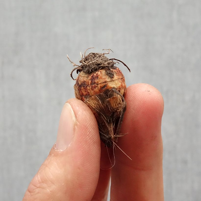 Crocosmia crocosmiiflora Colombus Bulbo taglia 7+ esemplare consegnato in primavera