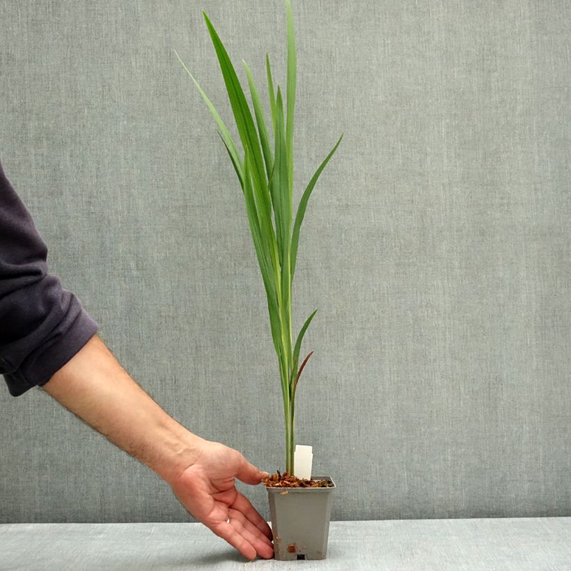 Esemplare di Crocosmia crocosmiflora Fire King Vasetto da 8/9 cm taglia 6+ consegnato in estate