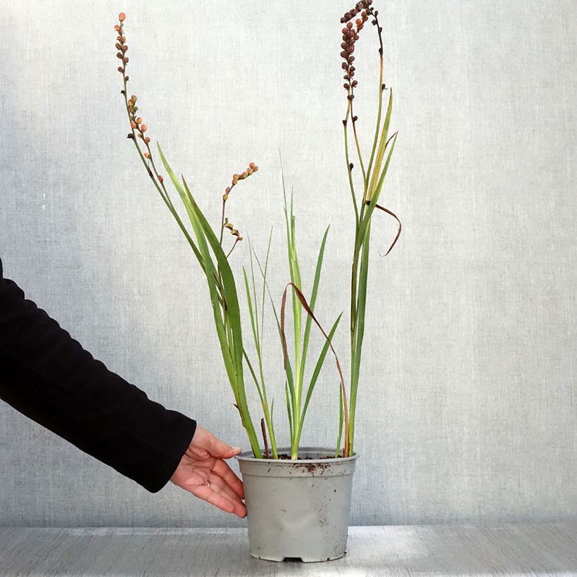 Esemplare di Crocosmia ou montbretia Fire King Pot de 3L/4L calibre 6+ come consegnato in autunno