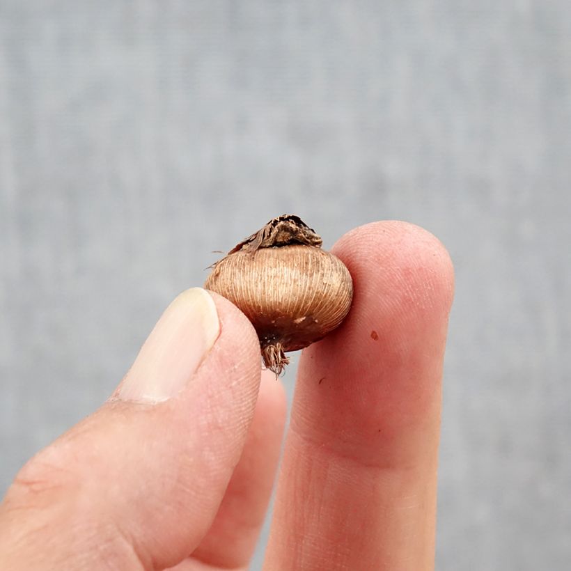 Esemplare di Crocus ancyrensis Golden Bunch Bulbo taglia 5+ come consegnato in autunno