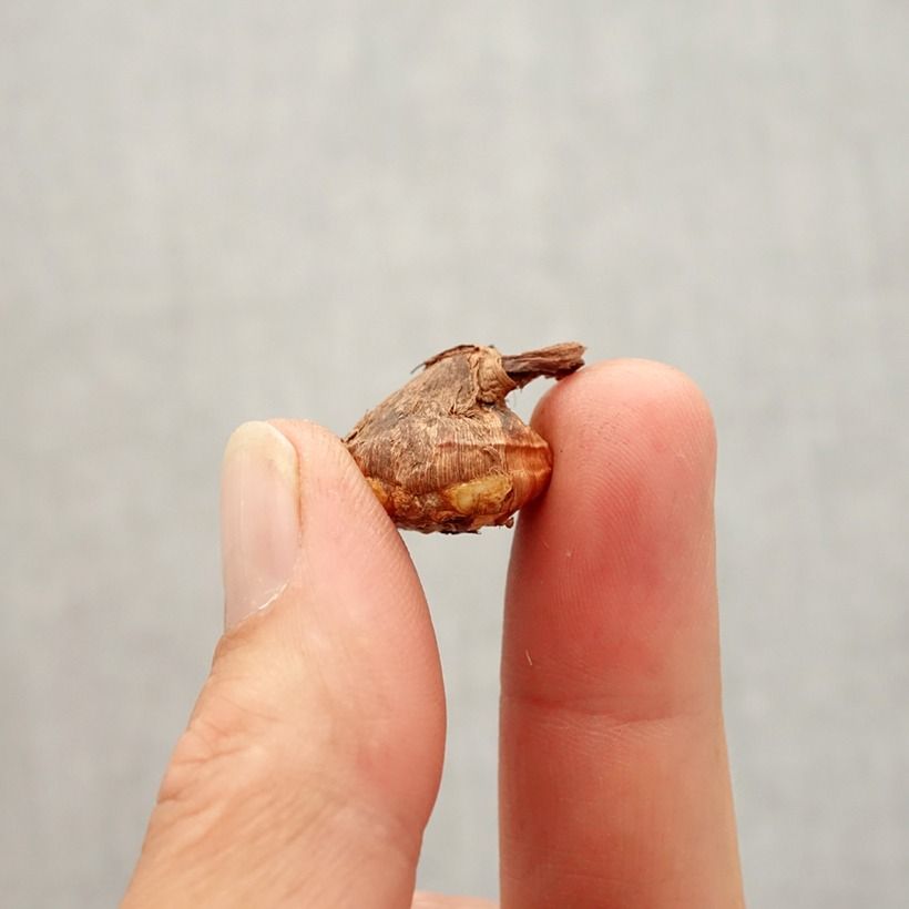 Example of Crocus karduchorum Bulbo taglia 6+ as you get in automne