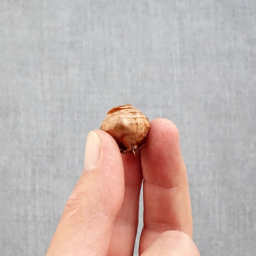 Example of Crocus ochroleucus - Croco d'autunno Bulbo taglia 5+ as you get in automne