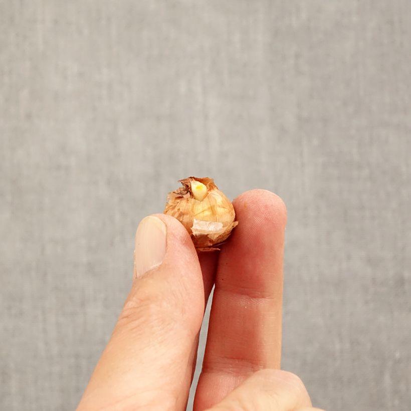 Esemplare di Crocus chrysanthus Advance Bulbo taglia 5+ come consegnato in autunno