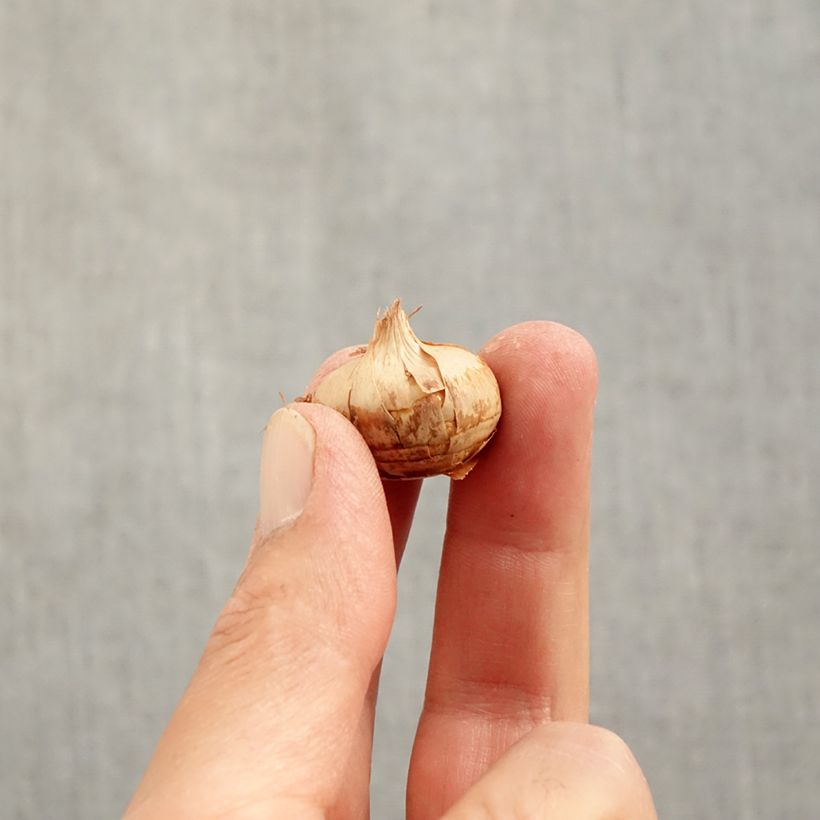 Example of Crocus chrysanthus Blue Marlin Bulbo taglia 6+ as you get in automne