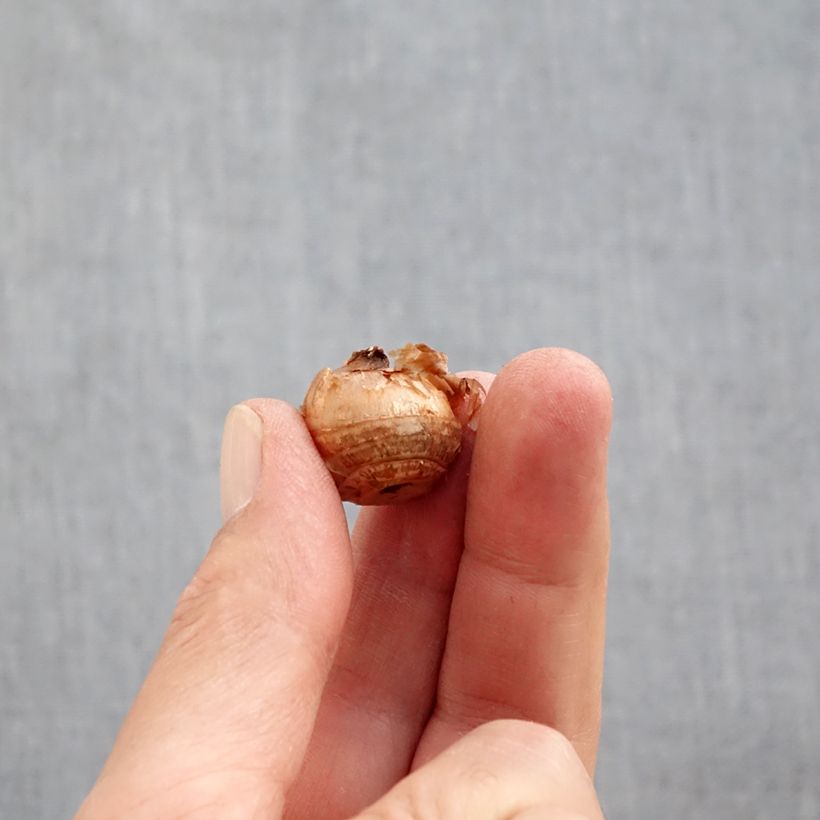 Esemplare di Crocus chrysanthus Constellation Bulbo taglia 5+ come consegnato in autunno