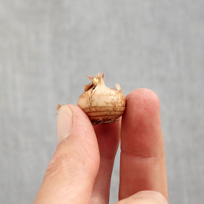 Esemplare di Crocus chrysanthus Cream Beauty Bulbo taglia 6+ come consegnato in autunno