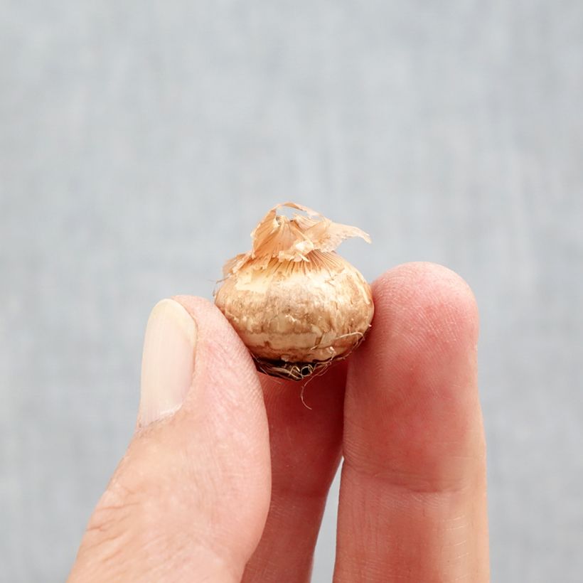 Esemplare di Crocus chrysanthus Ladykiller Bulbo taglia 5+ come consegnato in autunno