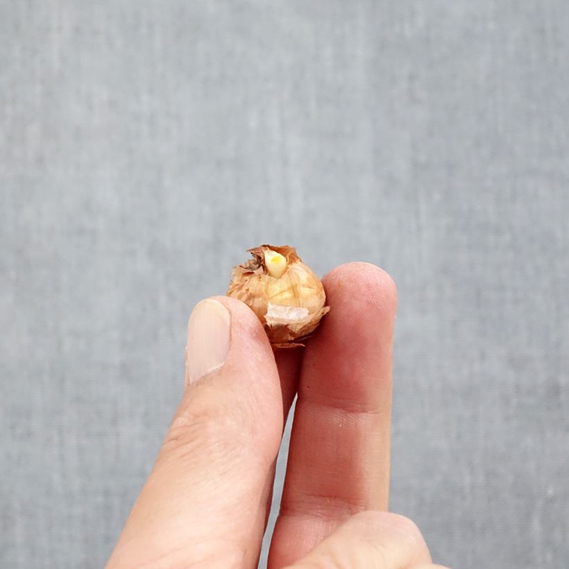 Esemplare di Crocus chrysanthus Miss Vain Bulbo taglia 5+ come consegnato in autunno