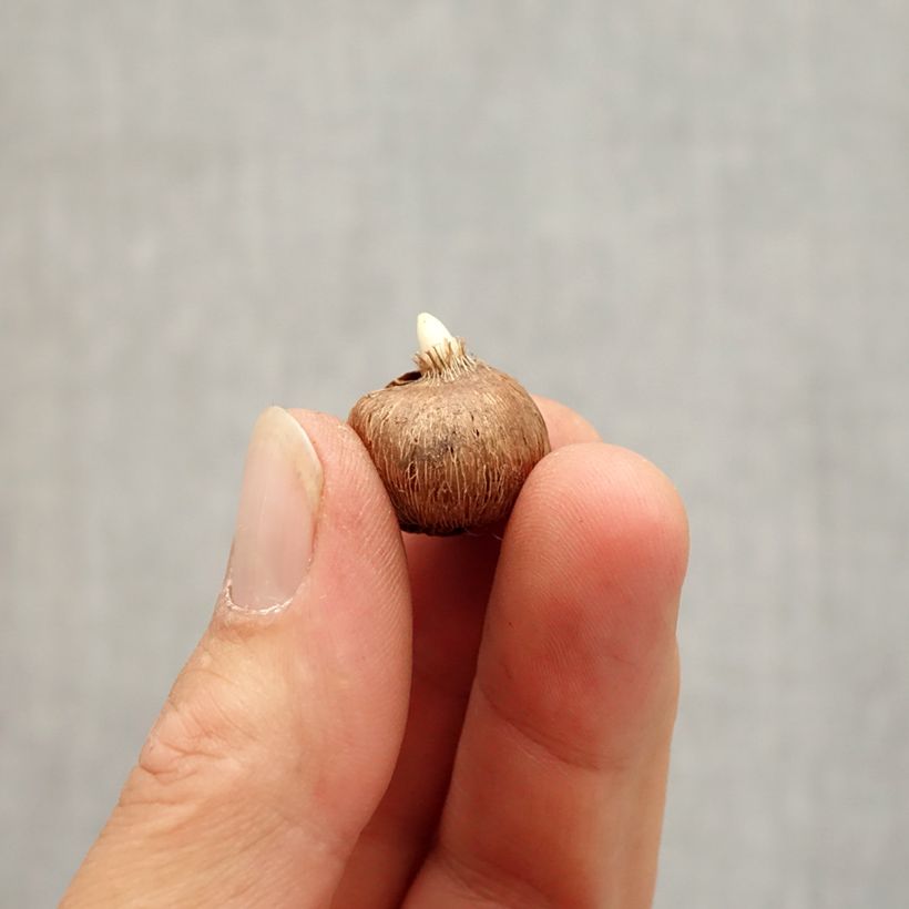 Esemplare di Crocus chrysanthus Zenith Bulbo taglia I come consegnato in autunno