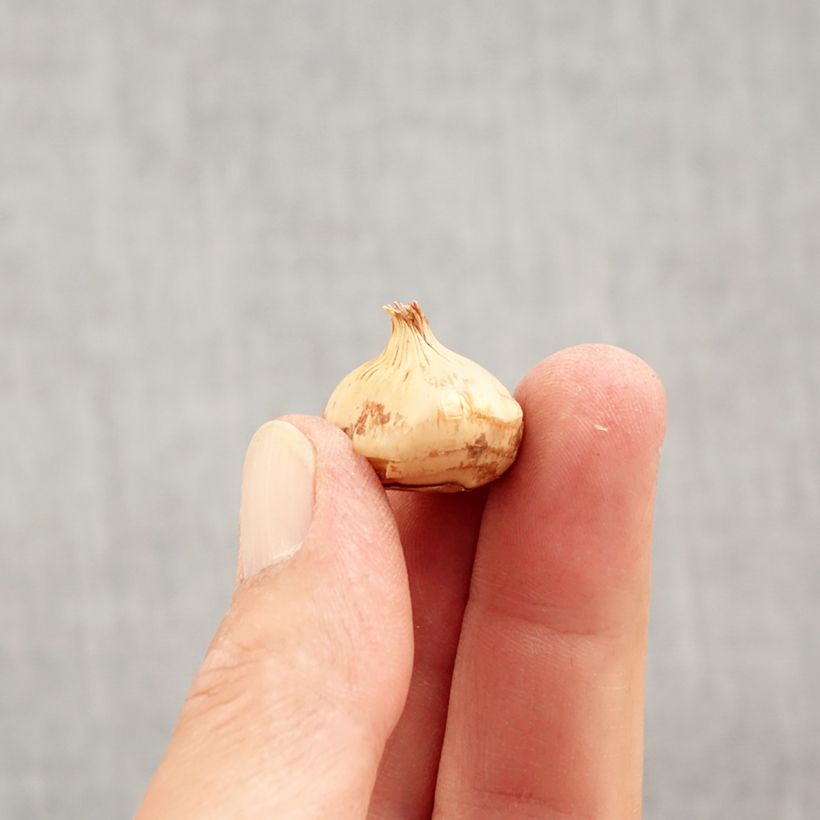 Esemplare di Crocus chrysanthus Zwanenburg Bronze Bulbo taglia 5+ come consegnato in autunno