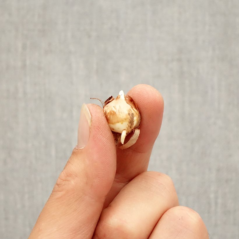 Esemplare di Crocus corsicus - Zafferano di Corsica Bulbo taglia 5+ come consegnato in autunno