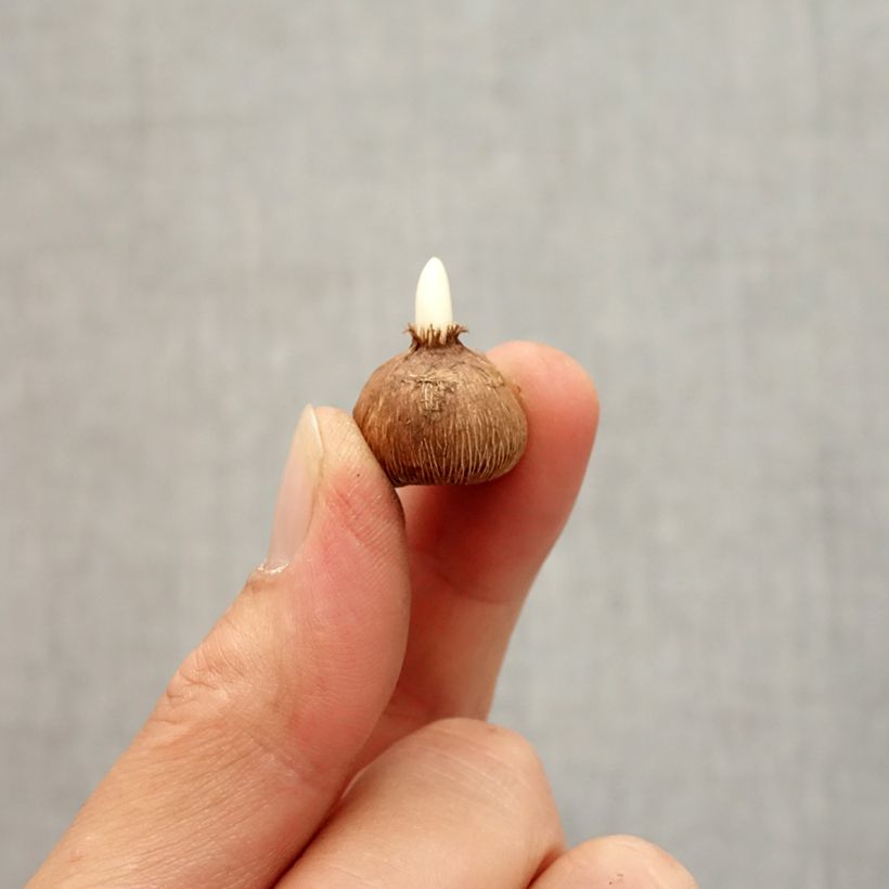 Esemplare di Crocus gargaricus Bulbo taglia I come consegnato in autunno