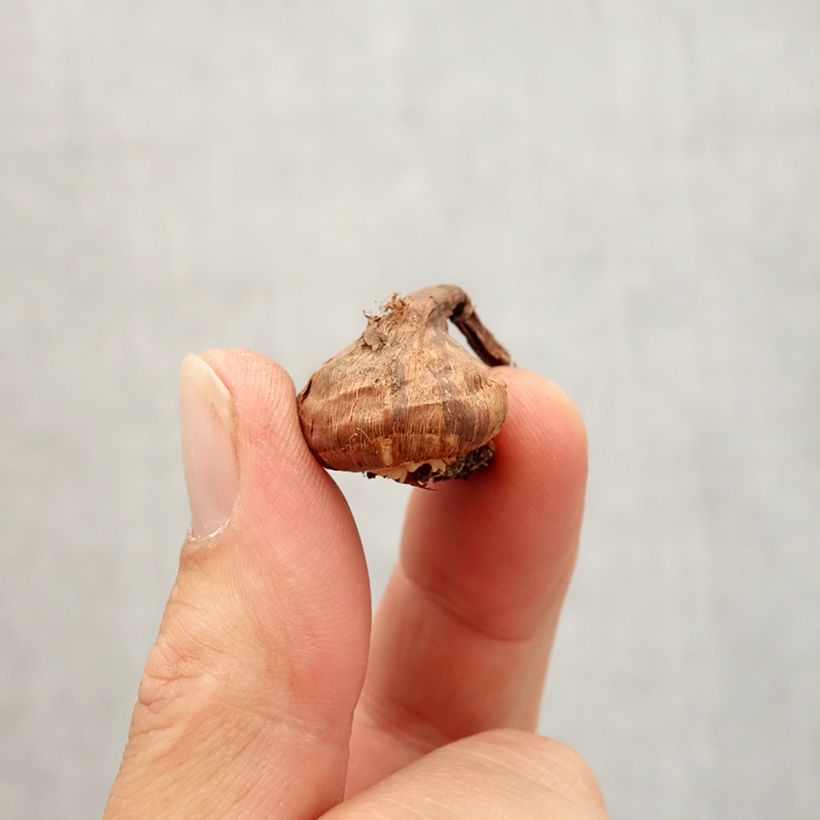 Esemplare di Crocus korolkowii Bulbo taglia 6+ come consegnato in autunno