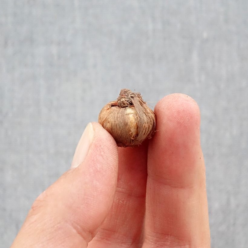 Example of Crocus ligusticus - Zafferano ligure Bulbo taglia 5+ as you get in automne