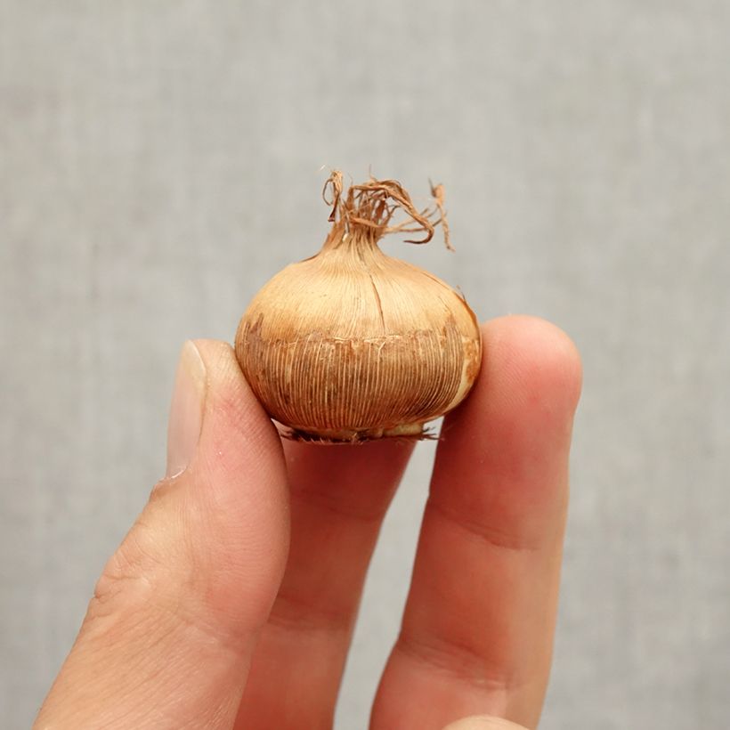 Esemplare di Crocus Golden Yellow - Croco Bulbo taglia 8+ come consegnato in autunno