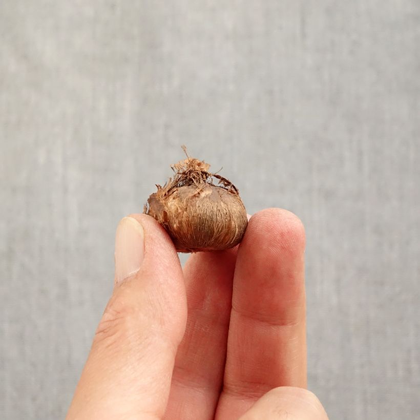 Example of Crocus Grand Maître - Croco Bulbo taglia 8+ as you get in automne