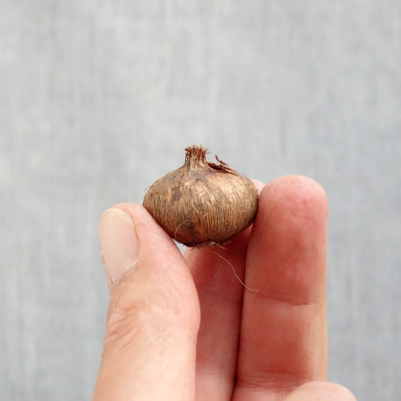 Esemplare di Crocus Jeanne D'Arc - Croco Bulbo taglia 8+ come consegnato in autunno