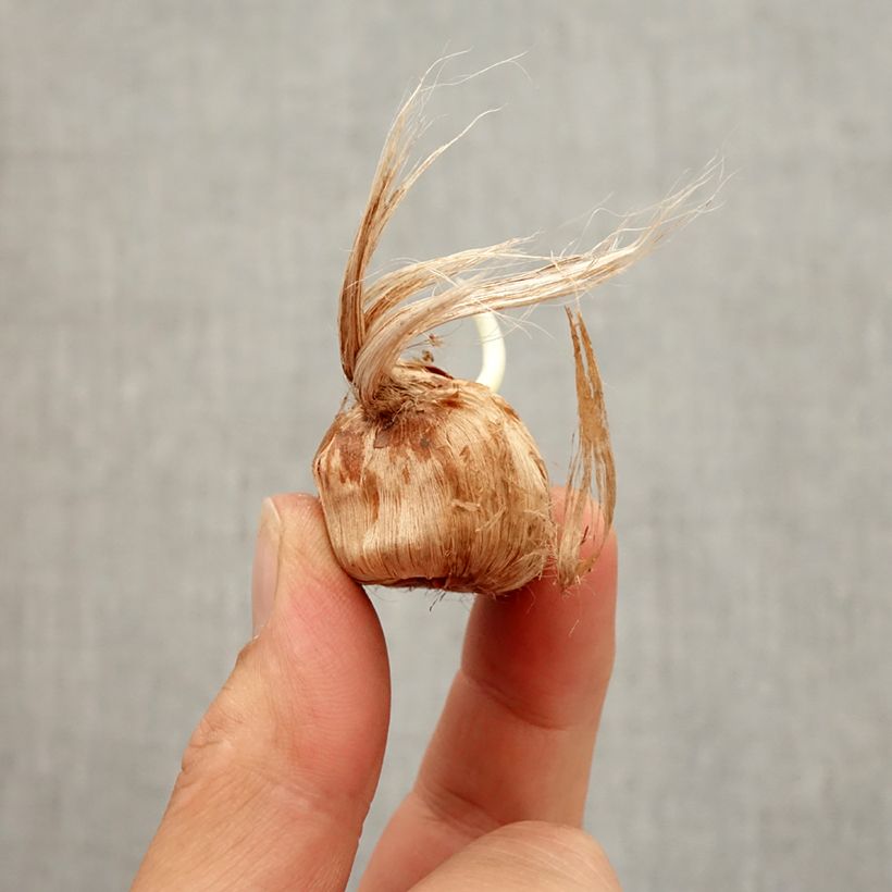 Esemplare di Crocus Remembrance - Croco Bulbo taglia 8+ come consegnato in autunno