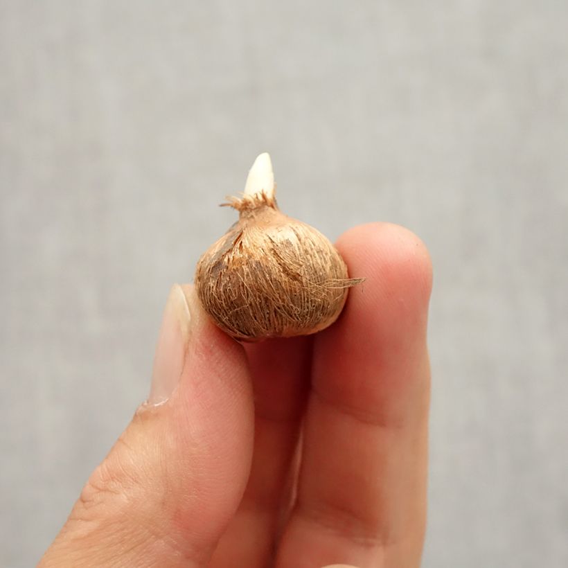 Esemplare di Crocus Whale Shark - Croco Bulbo taglia 7+ come consegnato in autunno