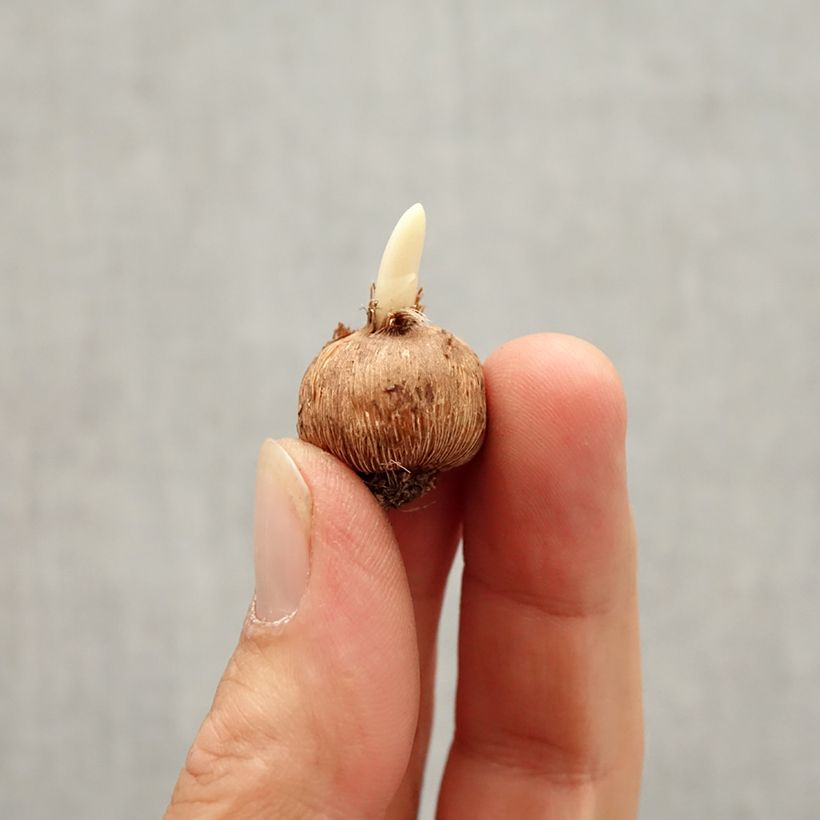 Esemplare di Crocus minimus Bavella - Zafferano minore Bulbo taglia I come consegnato in autunno