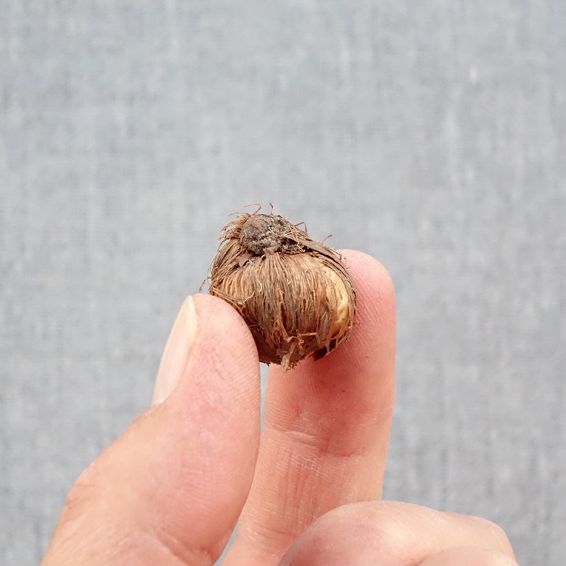 Esemplare di Crocus minimus - Zafferano minore Bulbo taglia 5+ come consegnato in autunno