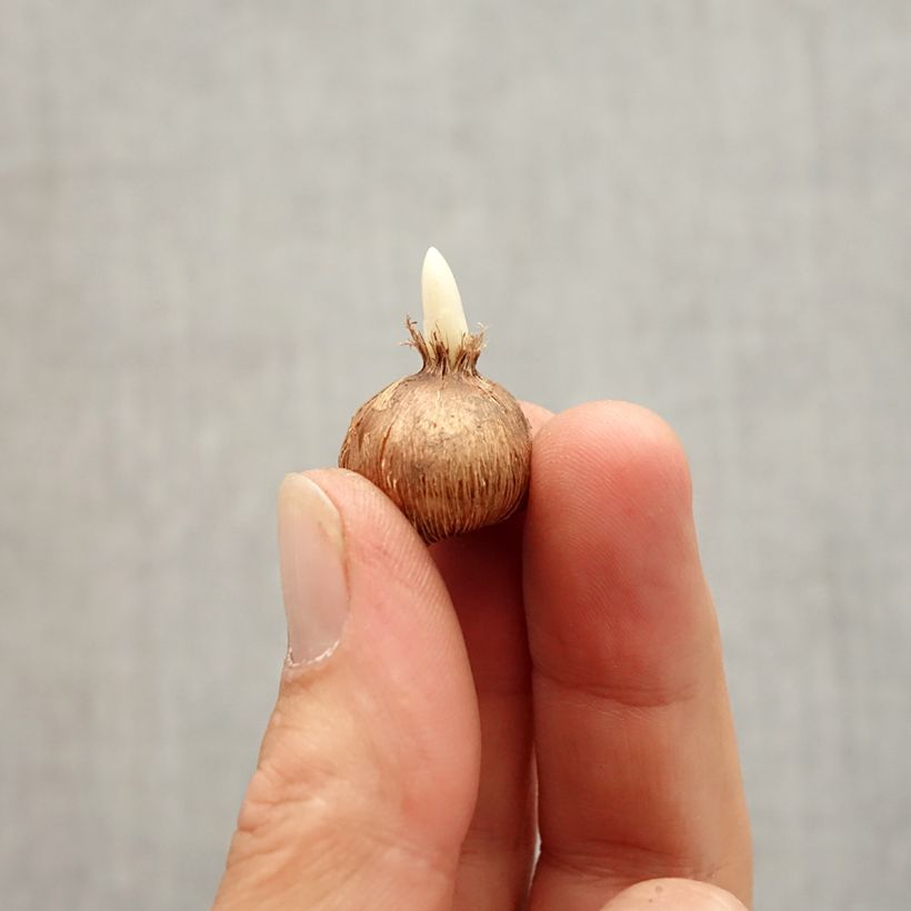 Esemplare di Crocus olivieri subsp. olivieri Bulbo taglia I come consegnato in autunno