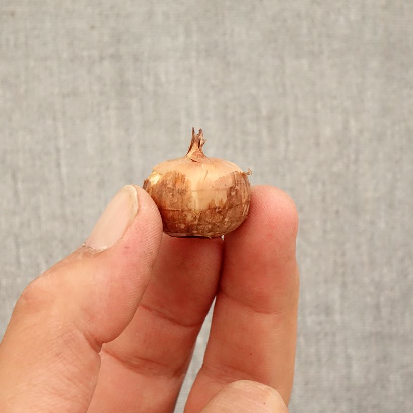 Example of Crocus pulchellus Zephyr - Croco d'autunno Bulbo taglia 5+ as you get in automne