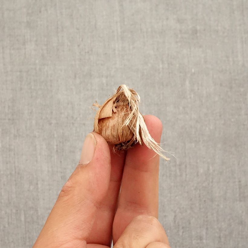 Esemplare di Crocus sativus - Zafferano vero Bulbo taglia 8+ come consegnato in autunno