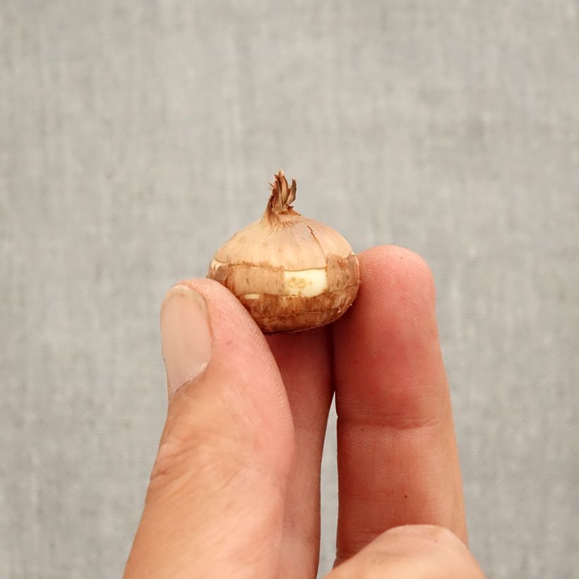 Esemplare di Crocus speciosus Crocus Speciosus Albus Bulbo taglia 5+ come consegnato in autunno