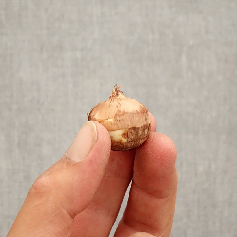 Esemplare di Crocus speciosus Artabir - Croco d'autunno Bulbo taglia 5+ come consegnato in autunno